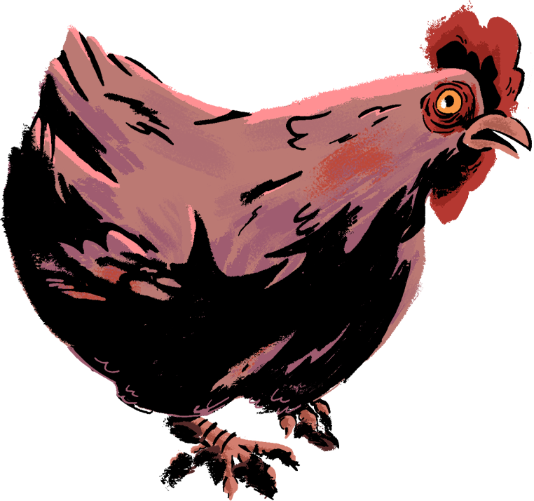 Chicken
